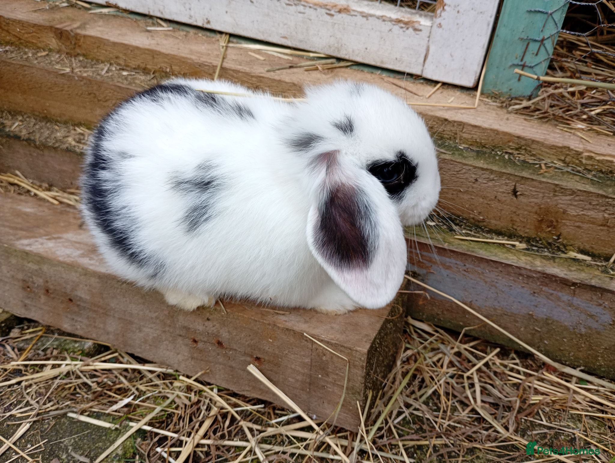Mini Lion Lop rabbits Mini lop and mini lion lops - Advert 15