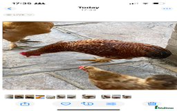Chickens poultry for sale: 3 beautiful cockerels to rehome  - Image 3