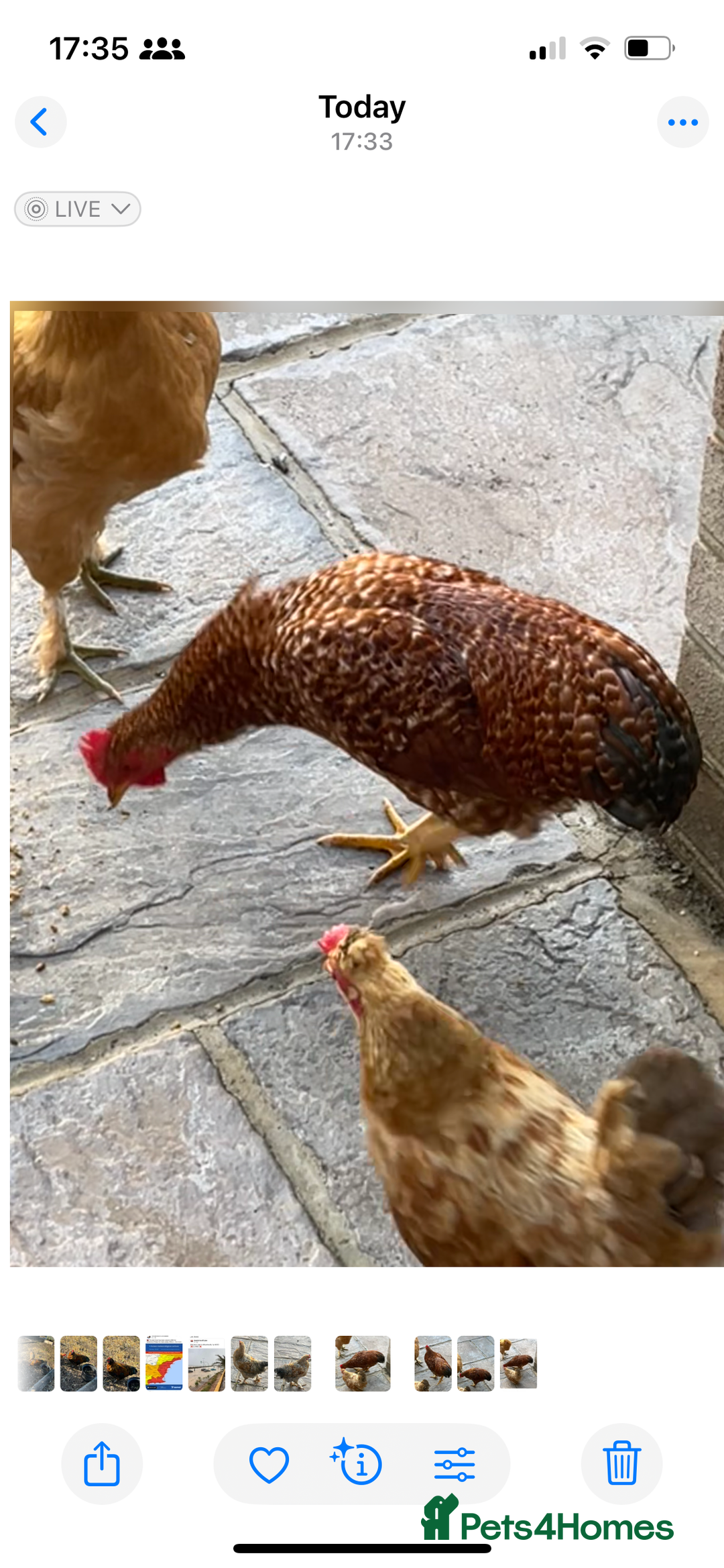 Chickens poultry for sale: 3 beautiful cockerels to rehome  - Image 3