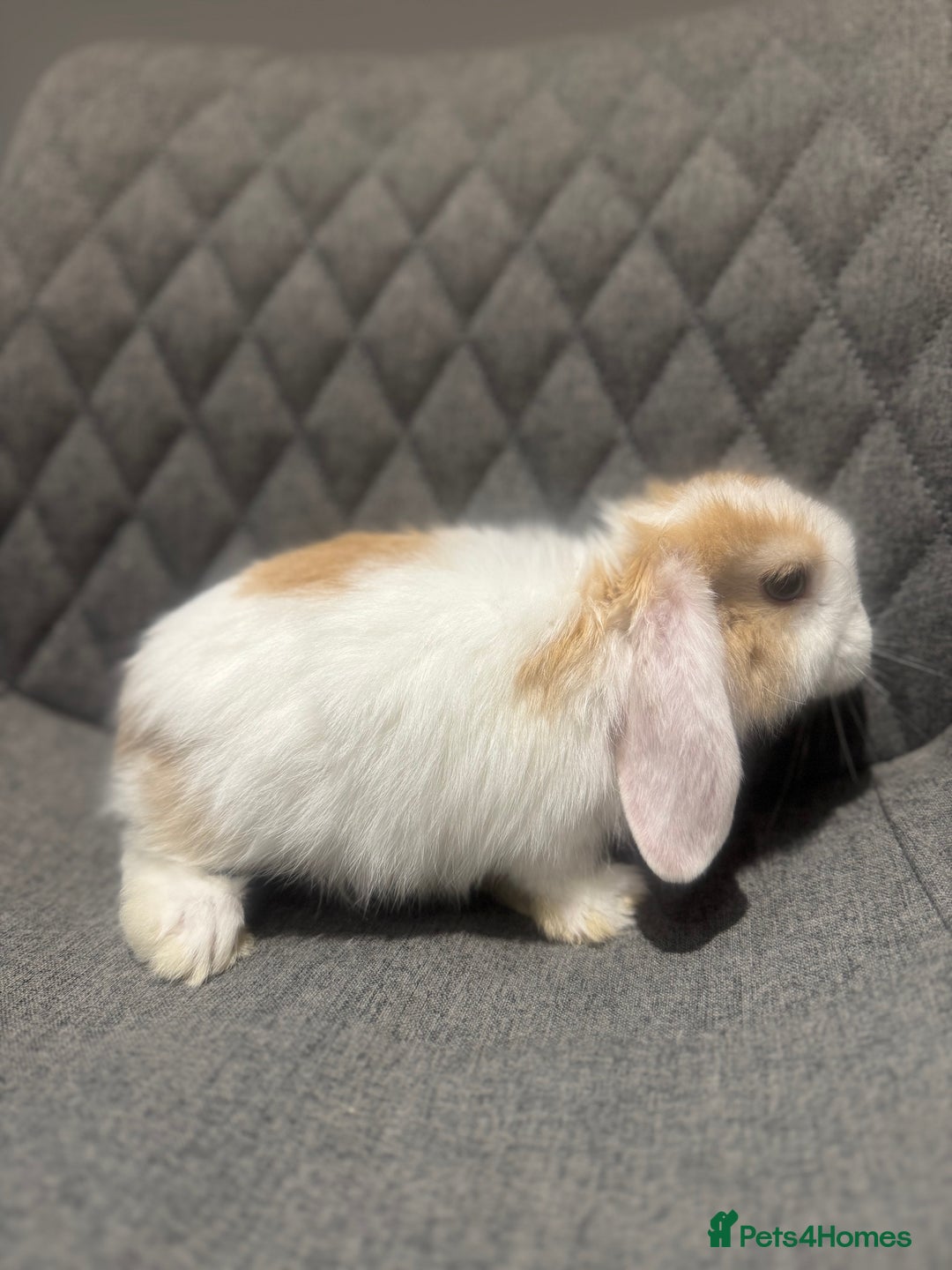 Mini Lop rabbits for sale: Mini Lop Bunnies  - Image 8
