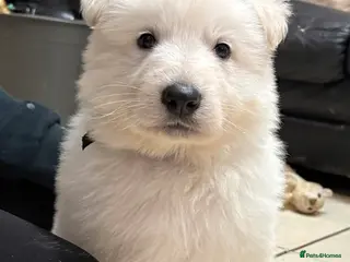 Mixed Breed dogs KC White Swiss Shepherd X KC German Shepherd Pups - Advert 17