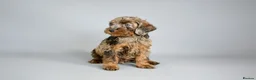 Cavapoo dogs for sale: Cavapoo puppies for sale  - Advert 25