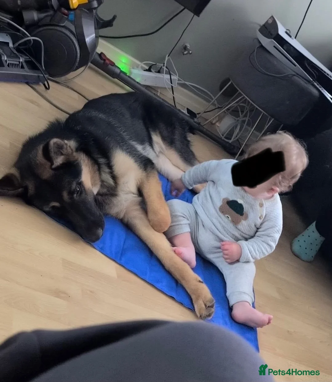 German Shepherd dogs for sale: German Shepard  - Advert 1
