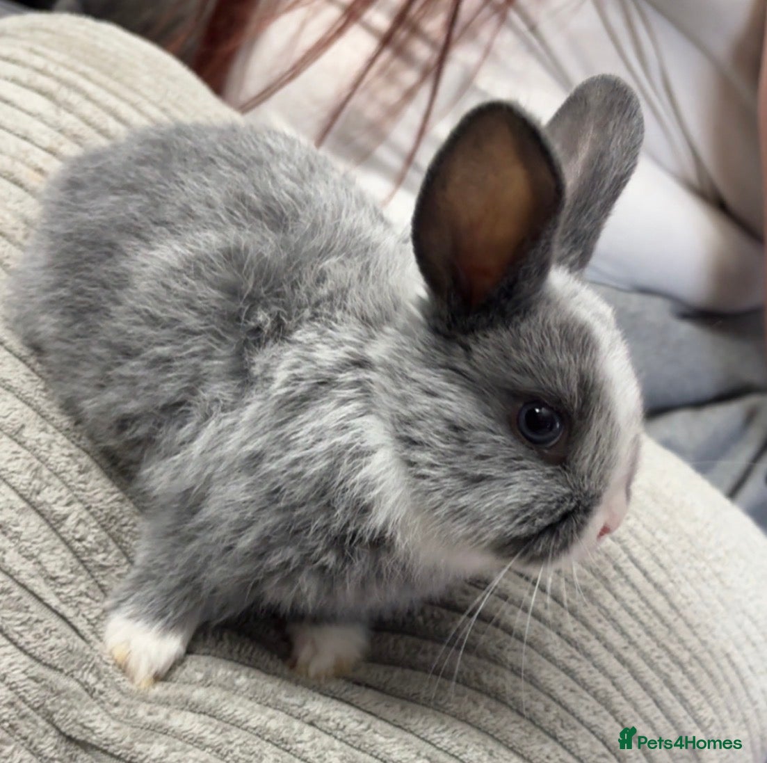 Mixed Breed rabbits Baby bunnies - Advert 1