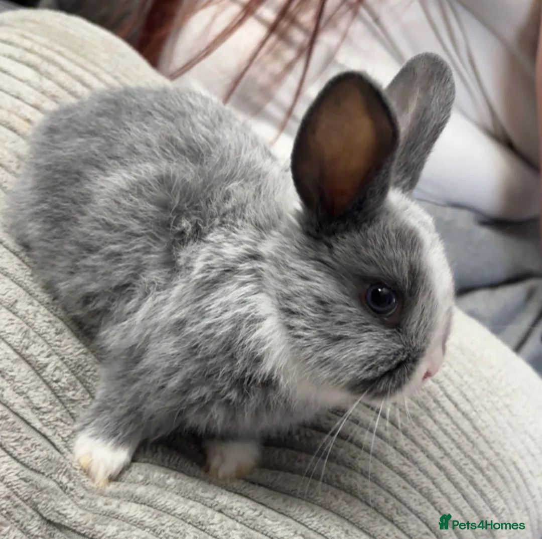 Mixed Breed rabbits for sale: Baby bunnies in Leicester - Advert 1