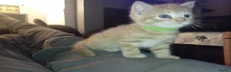 Domestic Shorthair cats for sale: Ginger baby kittens in Stoke-on-Trent - Advert 10