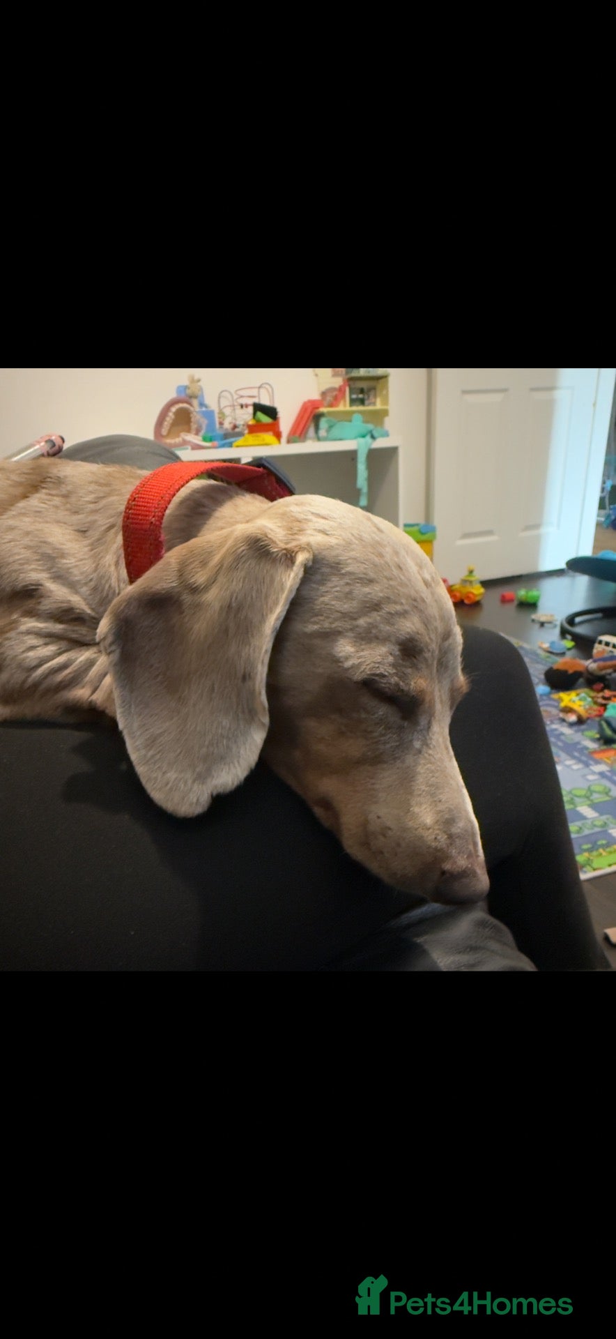 Miniature Dachshund dogs Blue Isabella mini Dachshund For sale  - Advert 2
