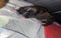 Boxer dogs for sale: Boxer  - Image 10