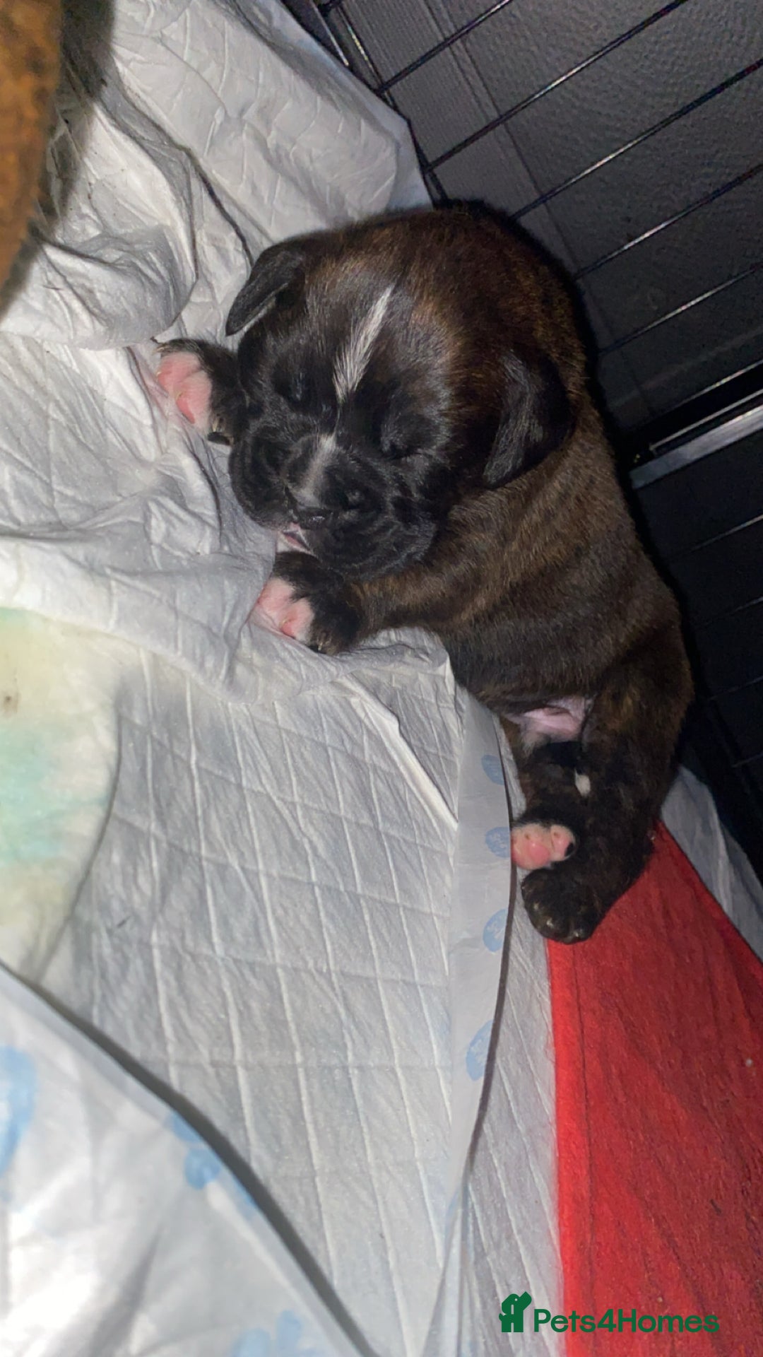 Boxer dogs for sale: Boxer  - Image 10