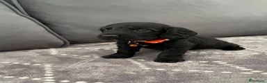 Cocker Spaniel 4