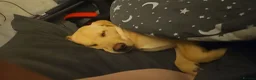 Labrador Retriever dogs for sale: Golden Labrador for sale in Prestonpans - Advert 8