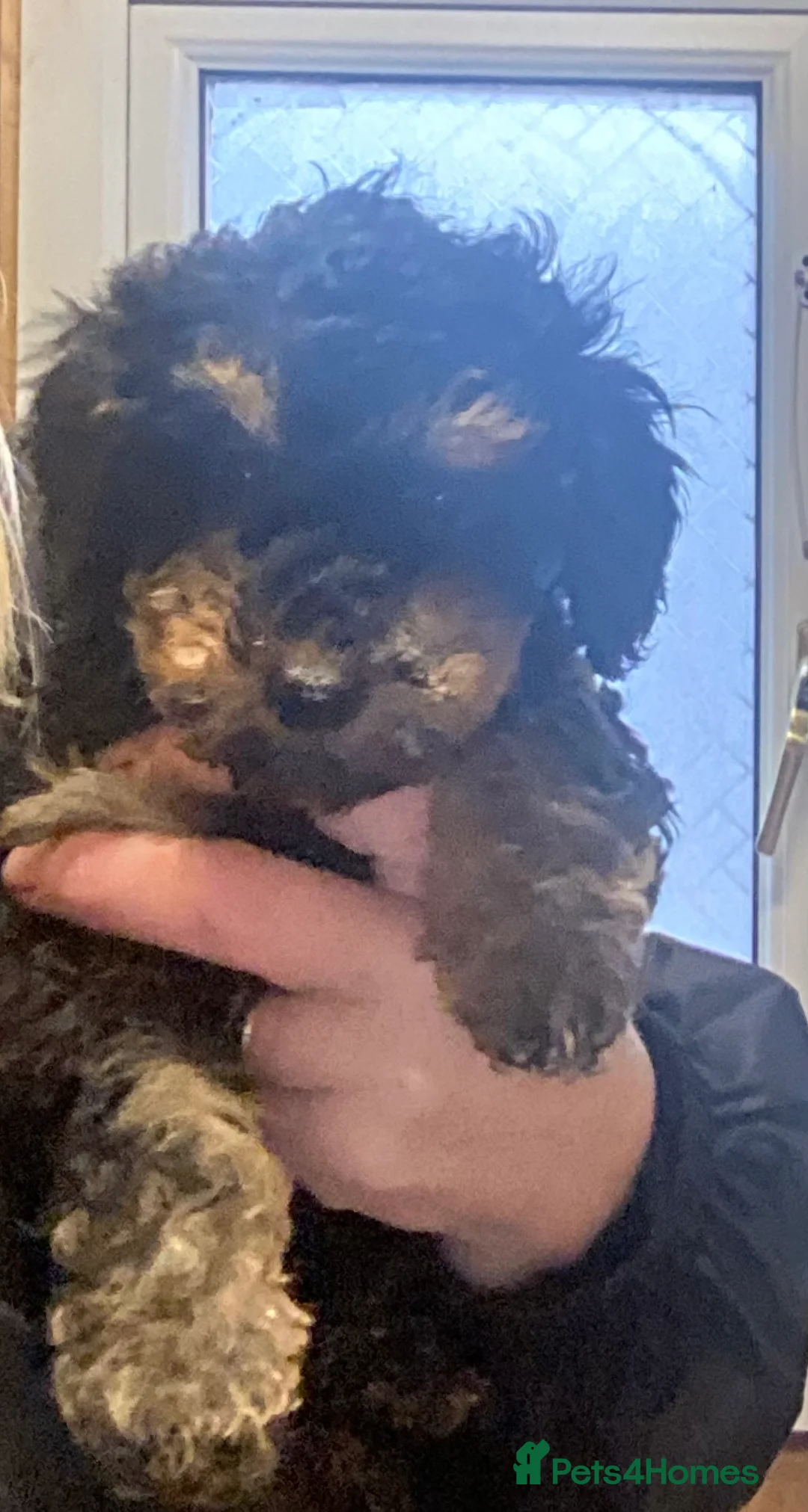 Doxiepoo dogs for sale: Beautiful toy poodle 3/4 puppies - Advert 6