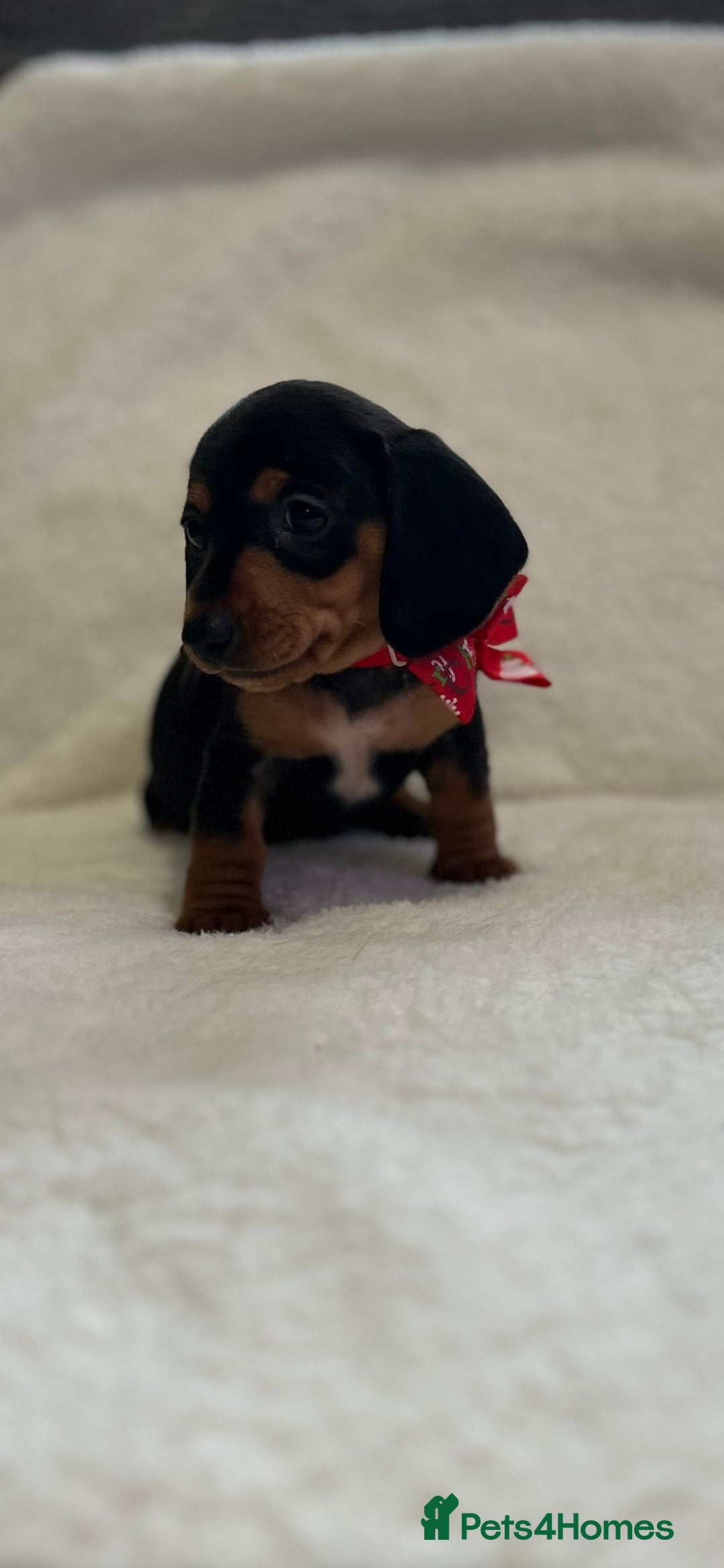 Miniature Dachshund dogs for sale: 1 boy left Ready to leave  - Advert 10