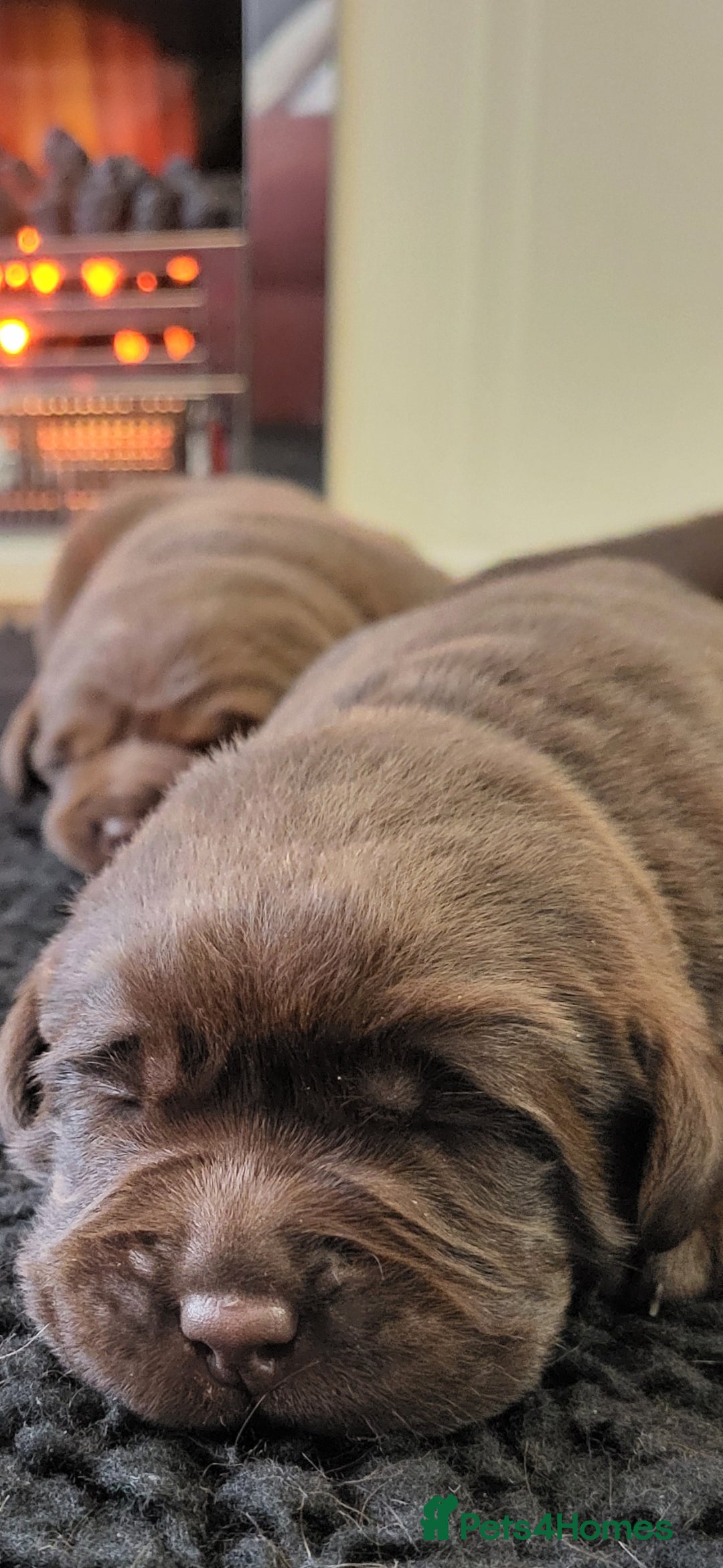 Labrador Retriever dogs for sale: KC Reg Chocolate Labrador puppies - Image 2