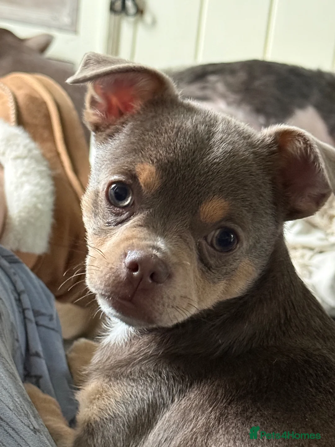 Chihuahua dogs for sale: 1 Exquisite lilac and tan chihuahua puppy in Preston - Advert 2