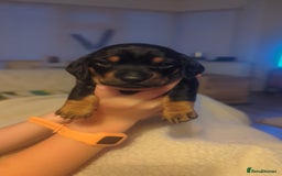 Miniature Dachshund dogs for sale: Miniature Dachshund Puppies   in Pontefract - Image 15