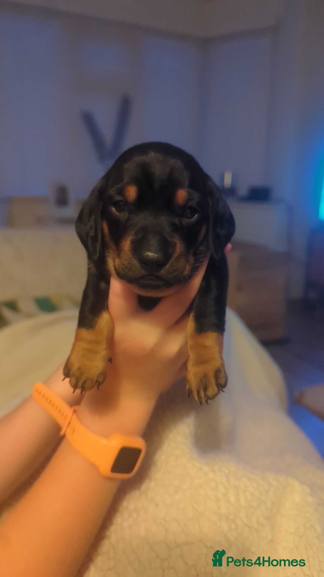 Miniature Dachshund dogs for sale: Miniature Dachshund Puppies   in Pontefract - Image 15