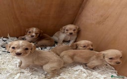Cocker Spaniel dogs for sale: Kc Working Cocker Spaniel Puppies  - Image 4