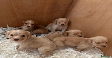 Cocker Spaniel dogs - Advert 1