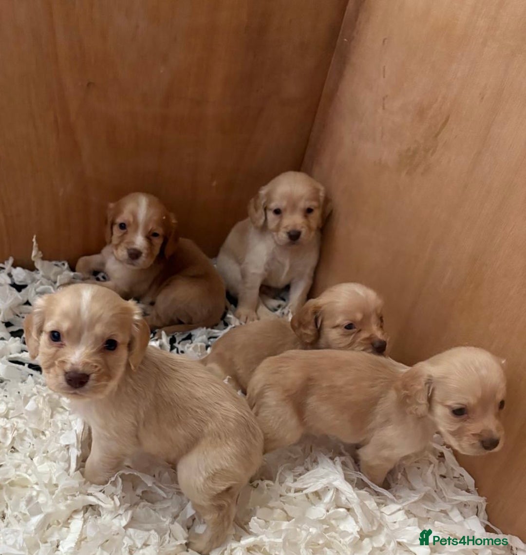 Cocker Spaniel dogs for sale: Kc Working Cocker Spaniel Puppies  - Image 4