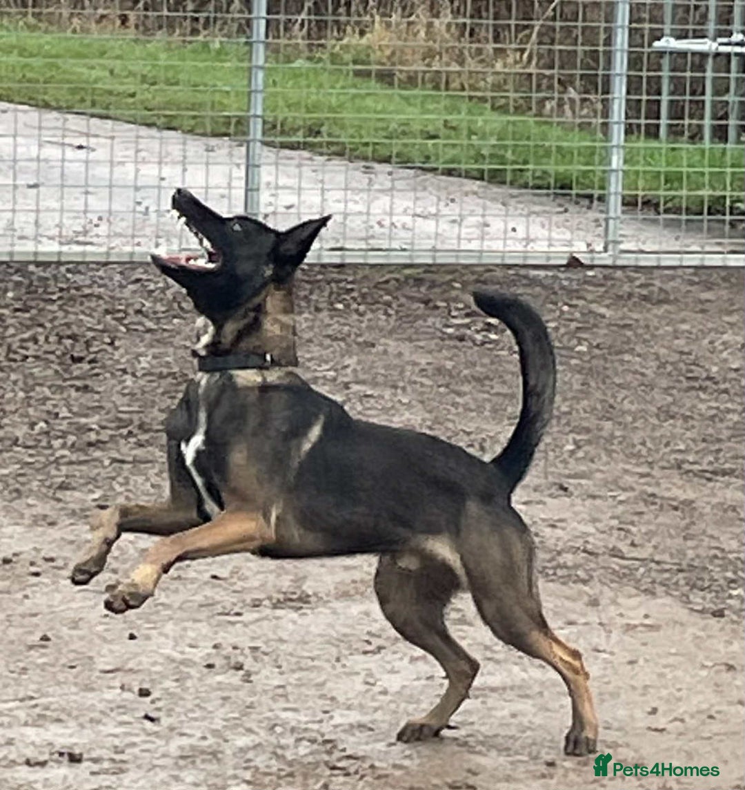 Belgian Shepherd Dog dogs for sale:  Belgian malinois  - Advert 5