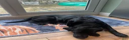 Labrador Retriever dogs for sale: Labrador Puppies - Advert 8