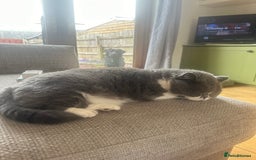 British Shorthair cats for sale: Belle - my beautiful, sweet, indoor baby  - Advert 15