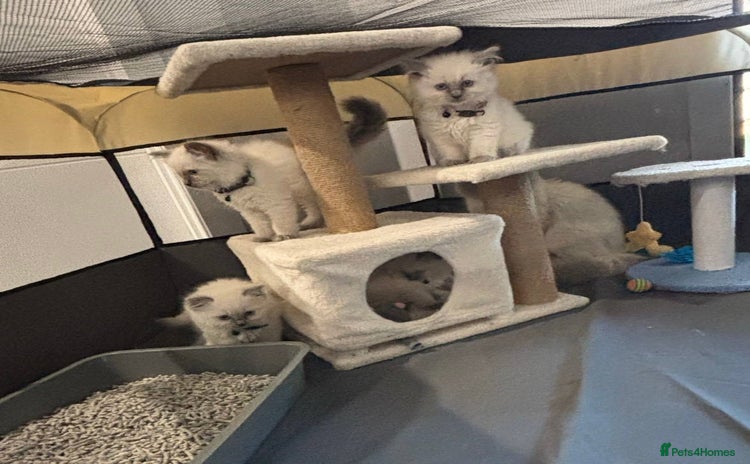 Ragdoll cats - Advert 1