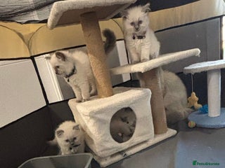 Ragdoll cats - Advert 1