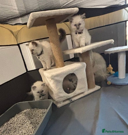 Ragdoll cats - Advert 1