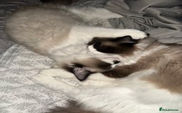 Ragdoll cats for sale: 2 brother ragdolls  - Image 7