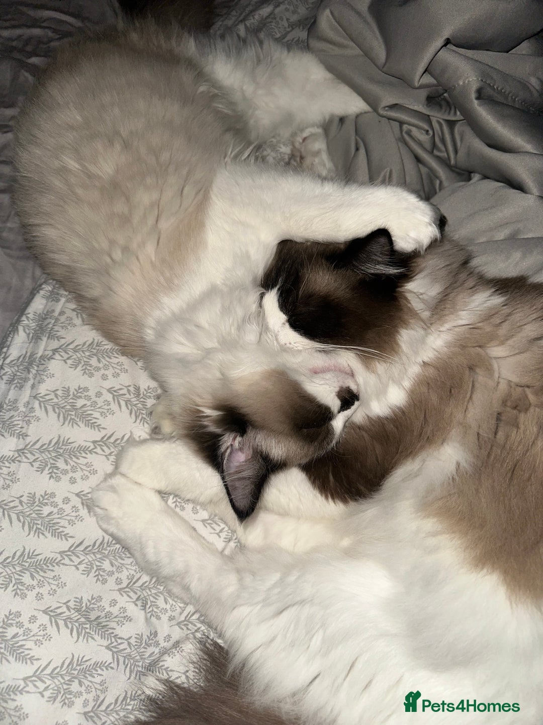 Ragdoll cats for sale: 2 brother ragdolls  - Image 7
