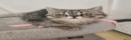 Exotic cats for sale: READY  Now  EXOTIC  GIRLS  - Advert 5