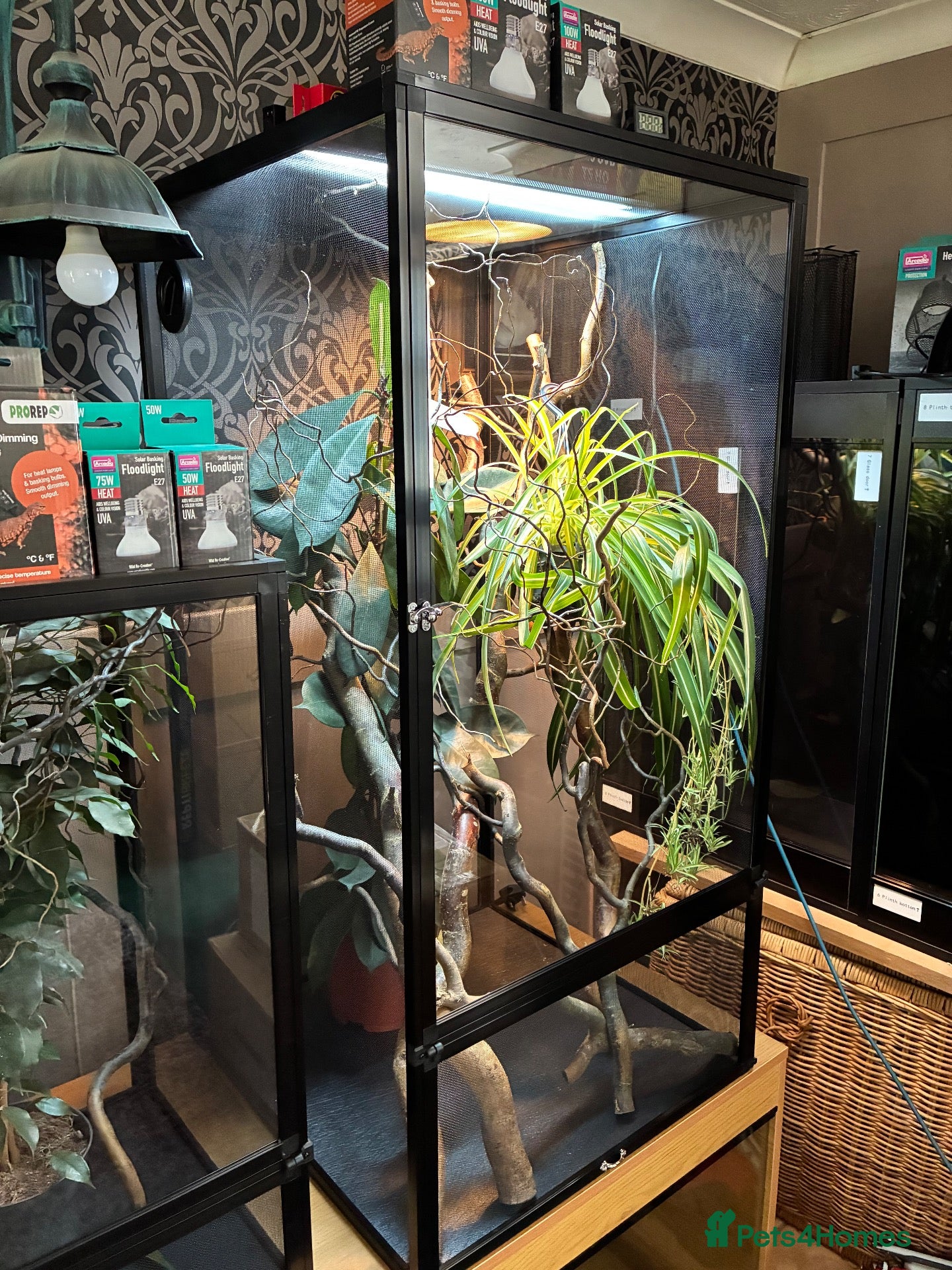 Chameleon reptiles for sale: Yemen Chameleon + Vivarium Setup Kit - Advert 2