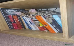 Bengal cats for sale: 3 Gorgeous Bengals kittens 😻😻❤️❤️❤️ - Image 11
