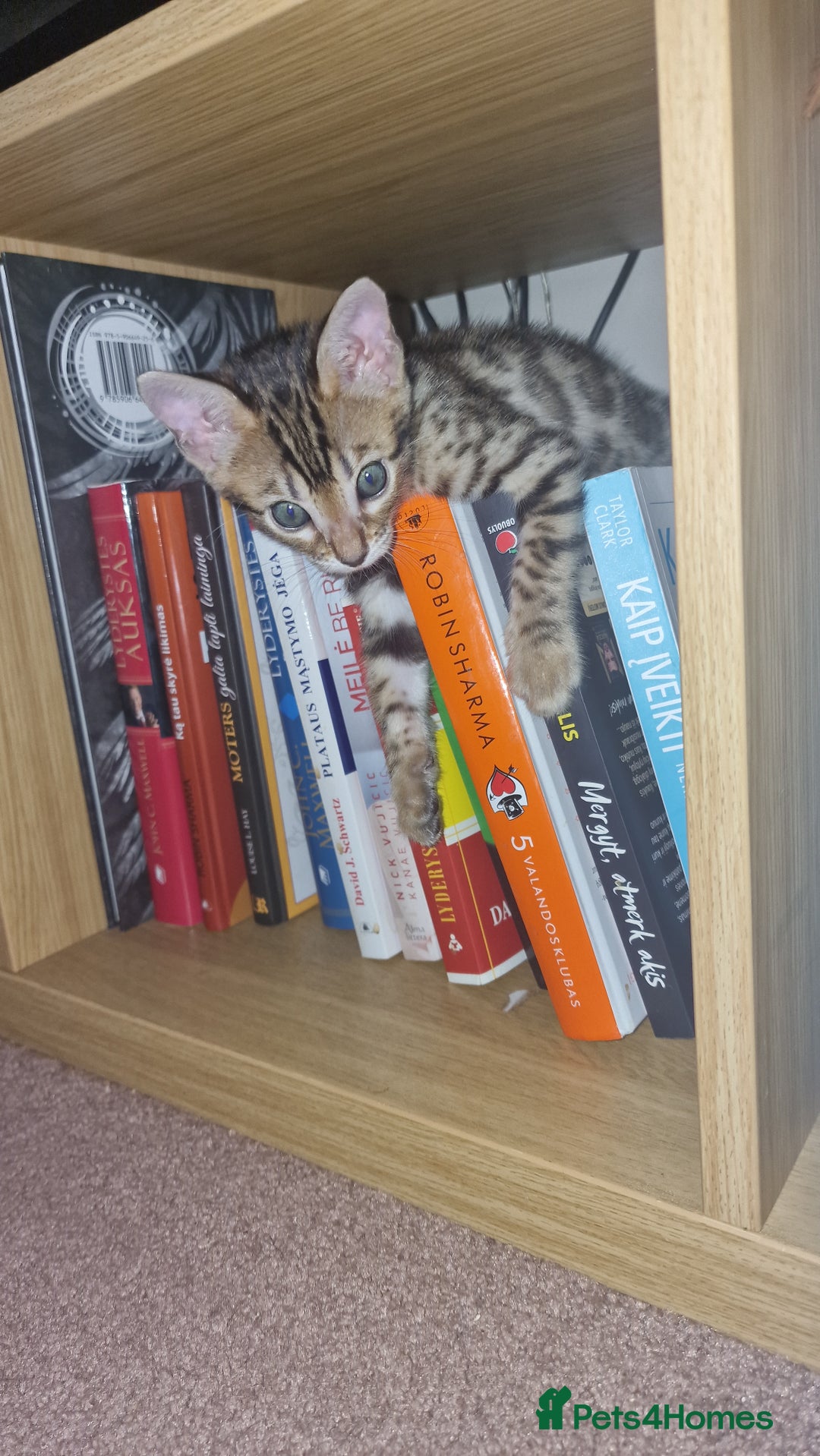 Bengal cats for sale: 3 Gorgeous Bengals kittens 😻😻❤️❤️❤️ - Image 11