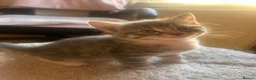 Mixed Breed cats for sale: Mixed bengal - Advert 7