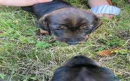 Dachshund dogs for sale: Mini wirehaired dachshund puppys Dad kc registered in Northampton - Image 2