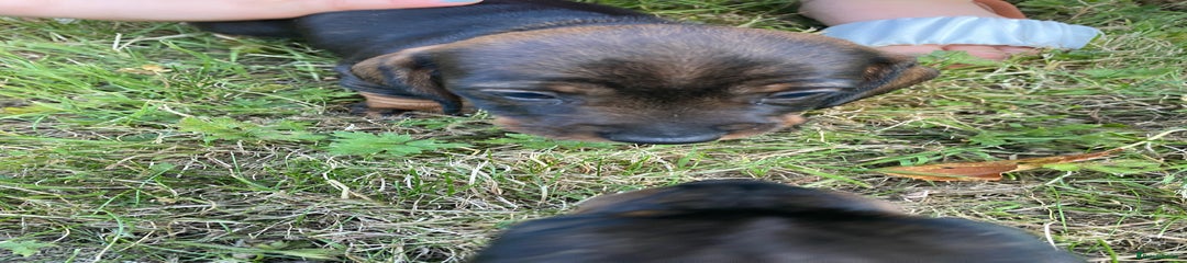 Dachshund Puppy 1