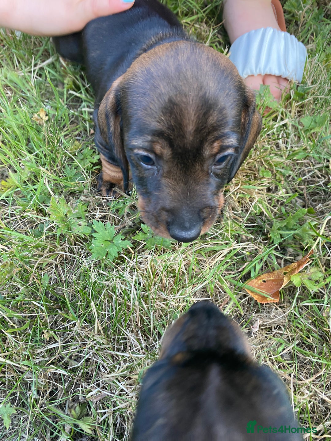Dachshund dogs for sale: Mini wirehaired dachshund puppys Dad kc registered in Northampton - Image 2