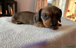 Miniature Dachshund dogs for sale: Shaded red kc reg Miniature dachshund   - Image 4
