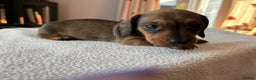Miniature Dachshund dogs for sale: Shaded red kc reg Miniature dachshund   - Advert 4