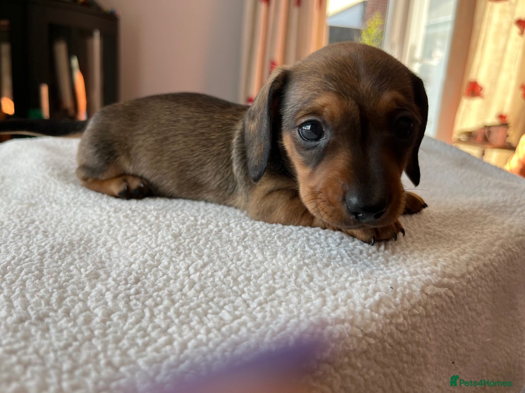 Miniature Dachshund dogs for sale: Shaded red kc reg Miniature dachshund   - Image 4