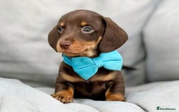 Miniature Dachshund dogs for sale: KC Reg Miniature Smooth Haired Dachshund Puppies - Image 8