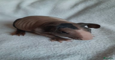 Guinea Pig rodents Skinny pigs + werewolfs .Various ages + prices. - Advert 11