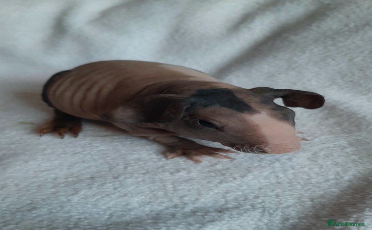 Guinea Pig rodents Skinny pigs + werewolfs .Various ages + prices. - Advert 7