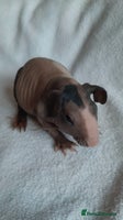 Guinea Pig rodents Skinny pigs + werewolfs .Various ages + prices. - Advert 11