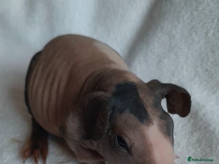Guinea Pig rodents Skinny pigs + werewolfs .Various ages + prices. - Advert 14