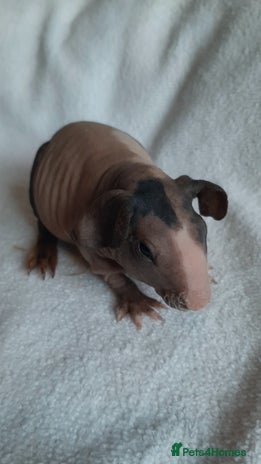 Guinea Pig rodents Skinny pigs + werewolfs .Various ages + prices. - Advert 7