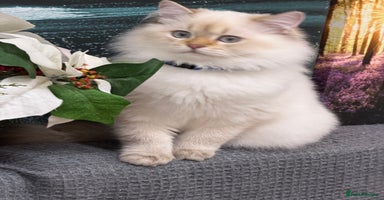 British Shorthair cats - Advert 6